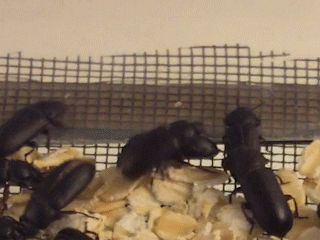Beetle Flight