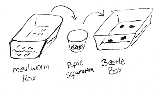 Breeding Box Flow