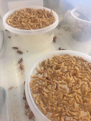 Mealworm Tower