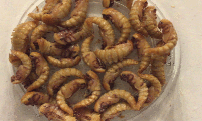 Pupae Pulsing