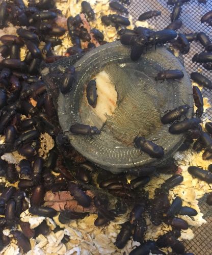 Waterer In Use